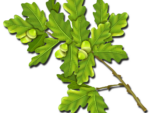 Eicheblatt